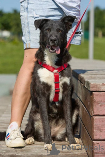 Photo №2 de l'annonce № 145974 de la vente chien bâtard - acheter à Fédération de Russie annonce privée