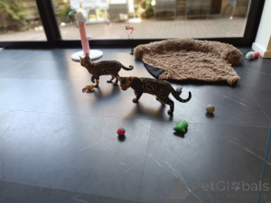 Photo №2 de l'annonce № 167818 de la vente bengal - acheter à Allemagne 