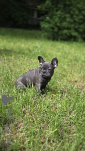 Photo №2 de l'annonce № 169204 de la vente bouledogue - acheter à Fédération de Russie éleveur