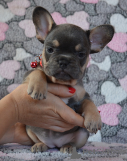 Photos supplémentaires: Chiots bouledogue français