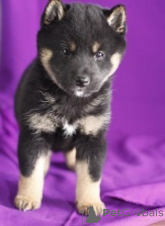 Photo №2 de l'annonce № 171119 de la vente shiba - acheter à La Grande-Bretagne 