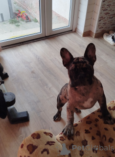 Photo №4. Je vais vendre bouledogue en ville de Minsk. annonce privée - prix - 422€