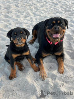 Photo №2 de l'annonce № 163770 de la vente rottweiler - acheter à Pays Bas annonce privée, éleveur