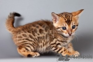 Photo №1. bengal - à vendre en ville de Murcia | négocié | Annonce № 176371