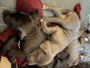 Photo №3. Chiots Dogue Allemand. Belgique