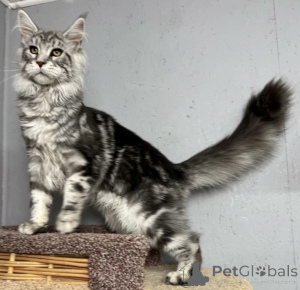 Photo №1. maine coon - à vendre en ville de Baden-Baden | 990€ | Annonce № 163714