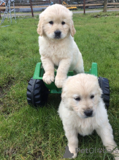 Photo №1. golden retriever - à vendre en ville de Tamworth | 400€ | Annonce №115311