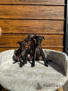 Photos supplémentaires: Chiots lévriers italiens disponibles à la réservation