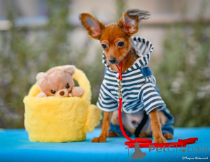 Photo №1. petit chien russe - à vendre en ville de Haïfa | 1744€ | Annonce №160398