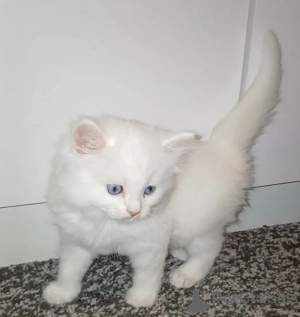 Photo №1. angora turc - à vendre en ville de Berlin | négocié | Annonce № 169830