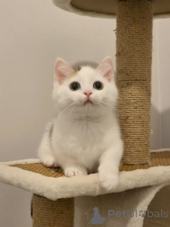 Photo №1. munchkin - à vendre en ville de Charleroi | 589€ | Annonce № 172419