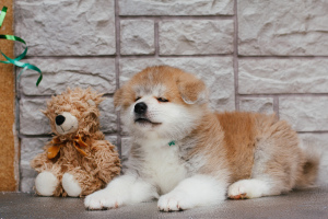 Photo №3. Chiots chics Akita Inu. Fédération de Russie