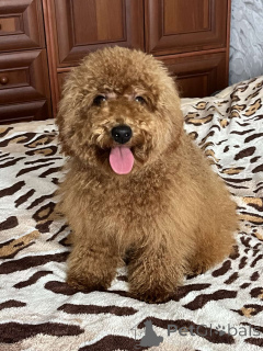 Photo №4. Je vais vendre caniche (jouet) en ville de Kiev. annonce privée, de la fourrière, éleveur - prix - 1200€