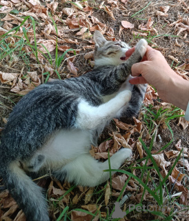 Photo №3. Un chaton sociable et curieux cherche un foyer.. Fédération de Russie