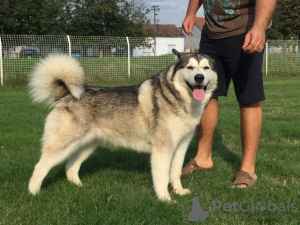 Photos supplémentaires: Chiots Malamute d'Alaska