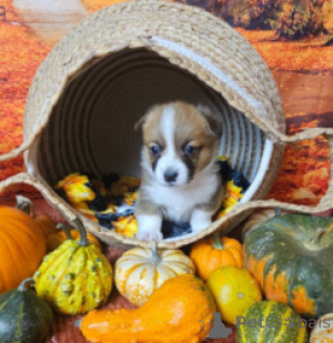 Photo №1. welsh corgi - à vendre en ville de Benapole | négocié | Annonce №169263