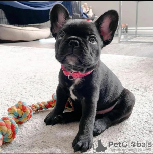 Photo №1. bouledogue - à vendre en ville de Эспоо | négocié | Annonce №123681