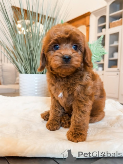 Photo №1. labradoodle - à vendre en ville de Amberg | 650€ | Annonce №157474