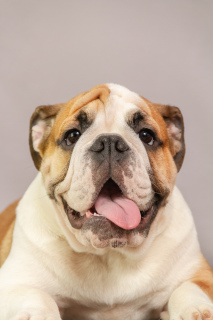 Photo №3. J'offre des chiots Bulldog Anglais, les enfants sont prêts à déménager dans. Fédération de Russie