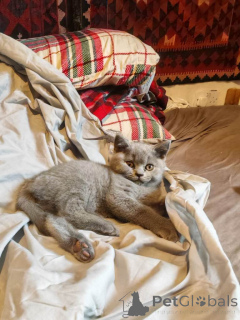 Photo №3. Britisch Kurzhaar. WhatsApp 44 7453 907158. Allemagne