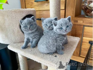 Photo №1. bleu russe - à vendre en ville de Espoo | négocié | Annonce № 173421