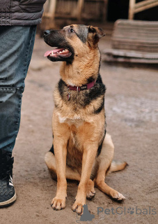 Photo №1. chien bâtard - à vendre en ville de Saint-Pétersbourg | Gratuit | Annonce №165126