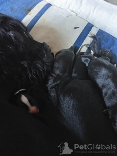 Photo №2 de l'annonce № 133622 de la vente  - acheter à Espagne annonce privée