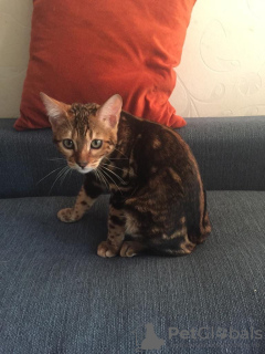 Photo №2 de l'annonce № 13812 de la vente bengal - acheter à Biélorussie annonce privée