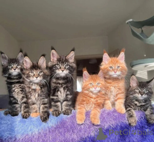 Photo №1. maine coon - à vendre en ville de Prague | 250€ | Annonce № 155793