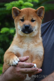 Photo №4. Je vais vendre shiba en ville de Samara. annonce privée, de la fourrière, éleveur - prix - négocié