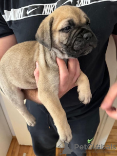 Photos supplémentaires: Chiots Bullmastiff