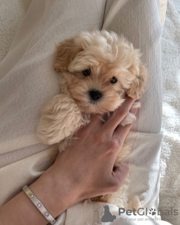 Photos supplémentaires: Chiots Maltipoo élevés dans une maison familiale