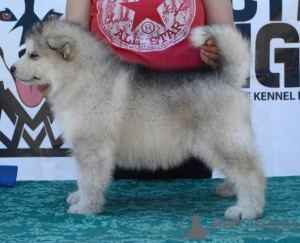 Photo №3. Chiots Malamute d'Alaska. Serbie