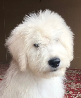 Photo №2 de l'annonce № 3579 de la vente komondor - acheter à Fédération de Russie annonce privée