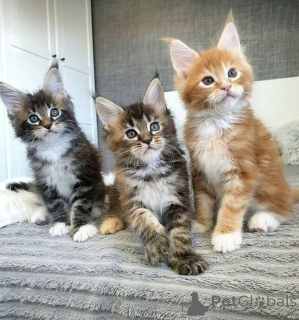 Photo №3. Entzückende Maine-Coon-Kätzchen zur Adoption verfügbar!. Allemagne