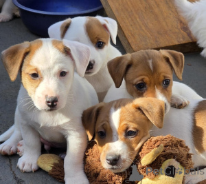 Photo №1. jack russell terrier - à vendre en ville de Vantaa | négocié | Annonce №175138