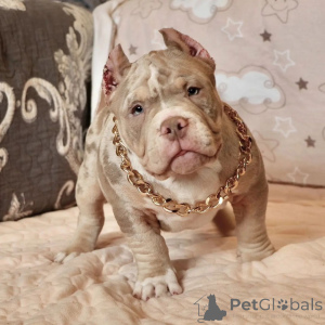 Photo №2 de l'annonce № 137874 de la vente american bully - acheter à USA annonce privée