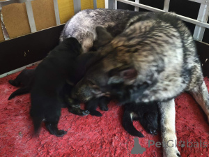 Photo №4. Je vais vendre chien-loup de saarloos en ville de Tallinn. annonce privée - prix - 200€