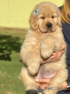 Photo №2 de l'annonce № 168818 de la vente labrador retriever - acheter à USA annonce privée