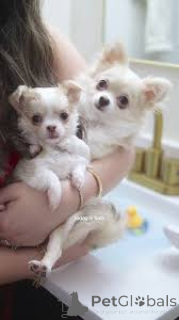 Photo №1. chihuahua - à vendre en ville de Gheant | 700€ | Annonce №167078