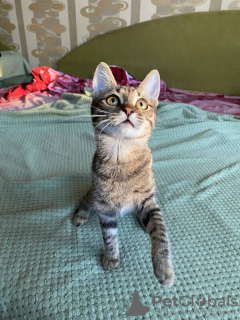 Photos supplémentaires: Le mignon chaton Spark entre de bonnes mains