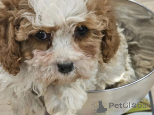 Photo №2 de l'annonce № 135428 de la vente chien bâtard - acheter à Allemagne annonce privée