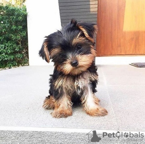 Photo №1. yorkshire terrier - à vendre en ville de Харлем | Gratuit | Annonce №123934