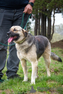 Photo №2 de l'annonce № 114281 de la vente chien bâtard - acheter à Fédération de Russie annonce privée