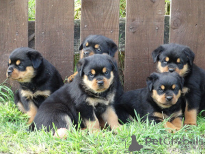 Photo №3. Chiots rottweilers.. Suède