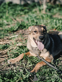 Photo №2 de l'annonce № 164579 de la vente chien bâtard - acheter à Biélorussie annonce privée