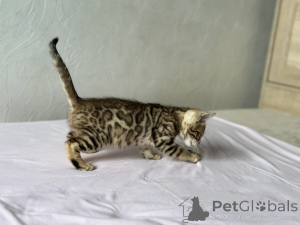 Photo №2 de l'annonce № 139148 de la vente bengal - acheter à USA annonce privée, de la fourrière, éleveur