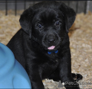 Photo №1. labrador retriever - à vendre en ville de Гальштат | négocié | Annonce №120863