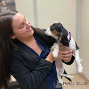 Photo №1. cavalier king charles spaniel - à vendre en ville de Erba | négocié | Annonce №155582