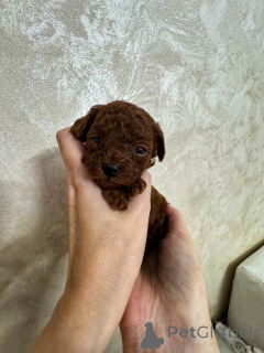 Photo №1. caniche (jouet) - à vendre en ville de Kaliningrad | 3557€ | Annonce №154838